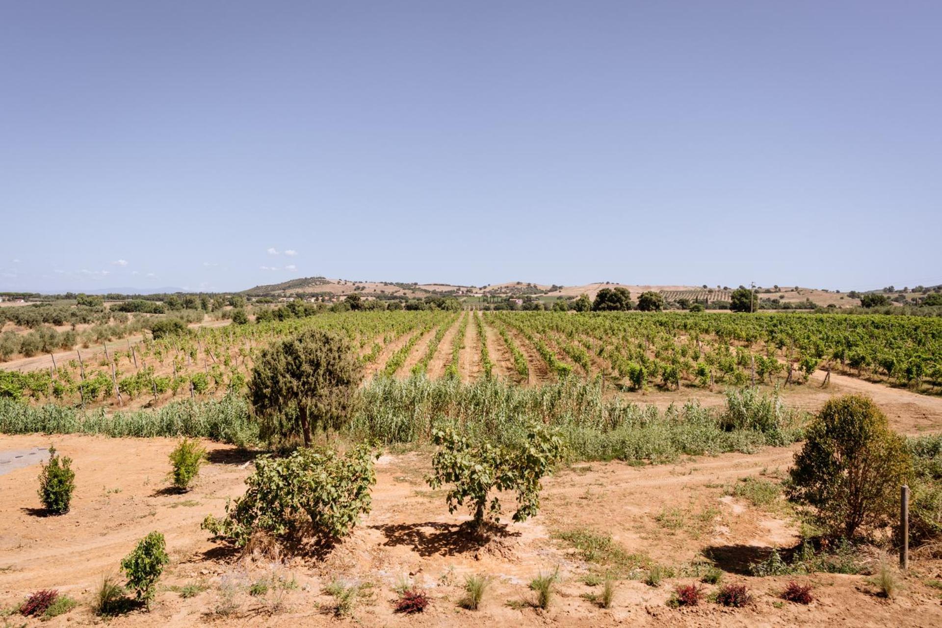 Agriturismo Bio Podere 109 - Wine&Food ألبيريزي المظهر الخارجي الصورة