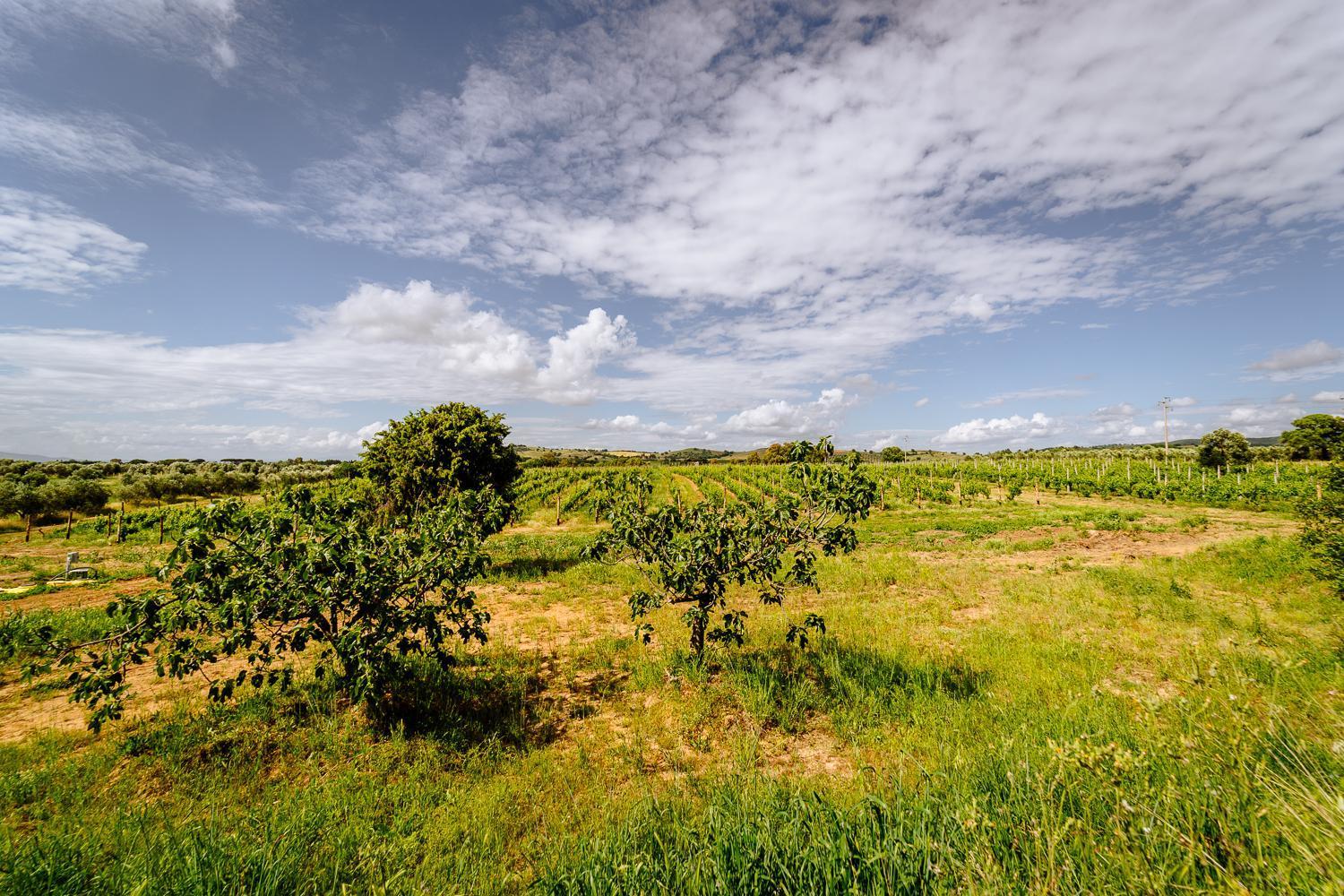 Agriturismo Bio Podere 109 - Wine&Food ألبيريزي المظهر الخارجي الصورة